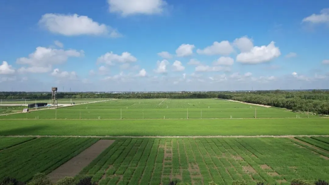 策马扬鞭拓市场 区域作战赢先机丨中垦种业挂图作战跑出市场攻坚“加速度”