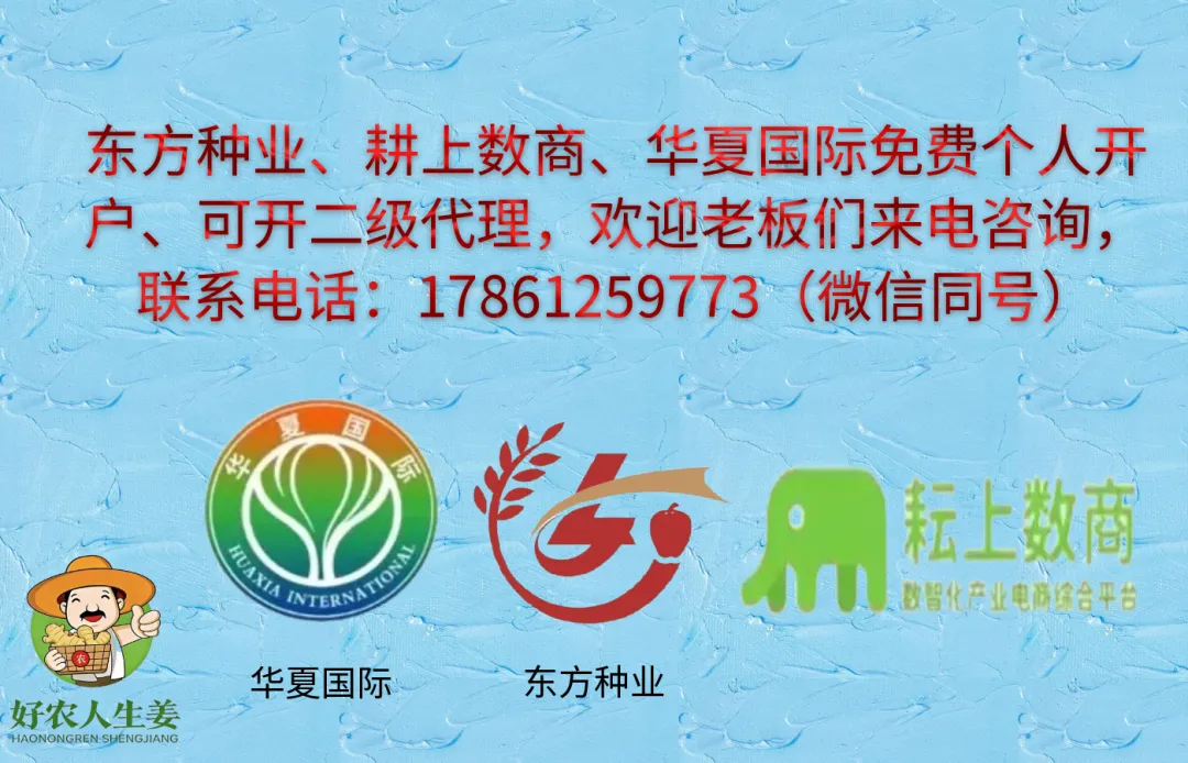 3月21日安丘生姜价格(黑埠子市场上货依旧不多,农忙,价格微硬)