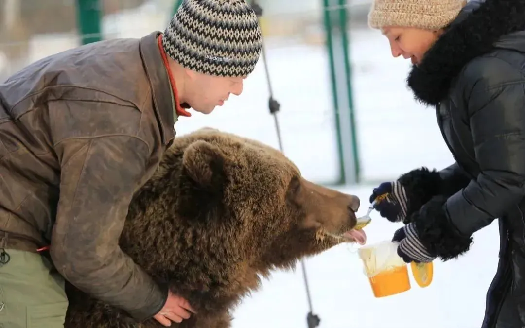 俄罗斯进口蜂蜜抢占中国市场,其实大多数人都买错了…