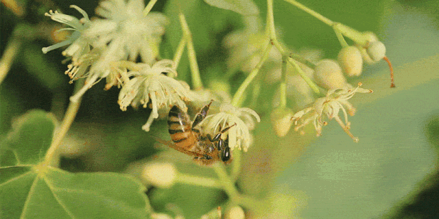 俄罗斯进口蜂蜜抢占中国市场,其实大多数人都买错了…