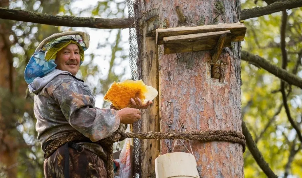 俄罗斯进口蜂蜜抢占中国市场,其实大多数人都买错了…