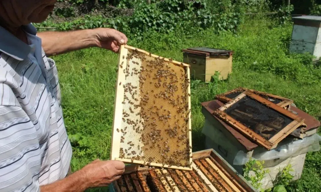 俄罗斯进口蜂蜜抢占中国市场,其实大多数人都买错了…