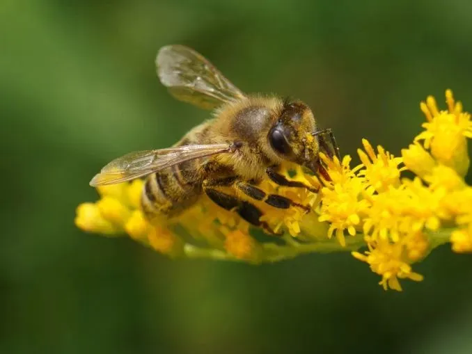 俄罗斯进口蜂蜜抢占中国市场,其实大多数人都买错了…