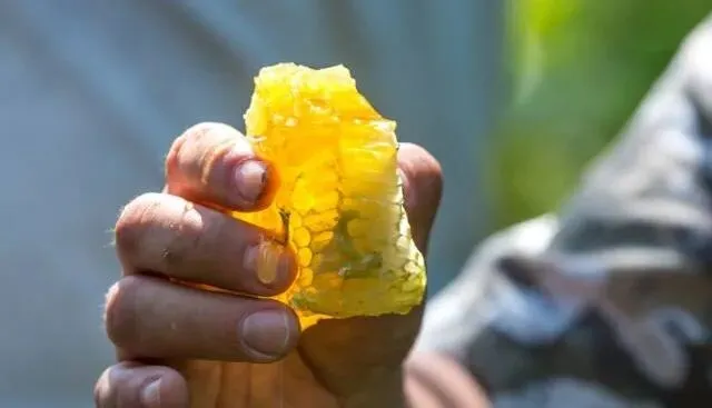 俄罗斯进口蜂蜜抢占中国市场,其实大多数人都买错了…