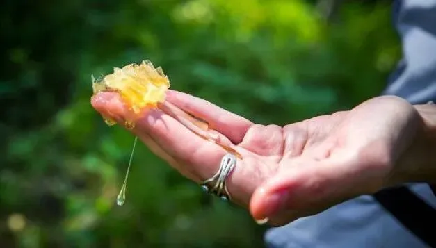 俄罗斯进口蜂蜜抢占中国市场,其实大多数人都买错了…