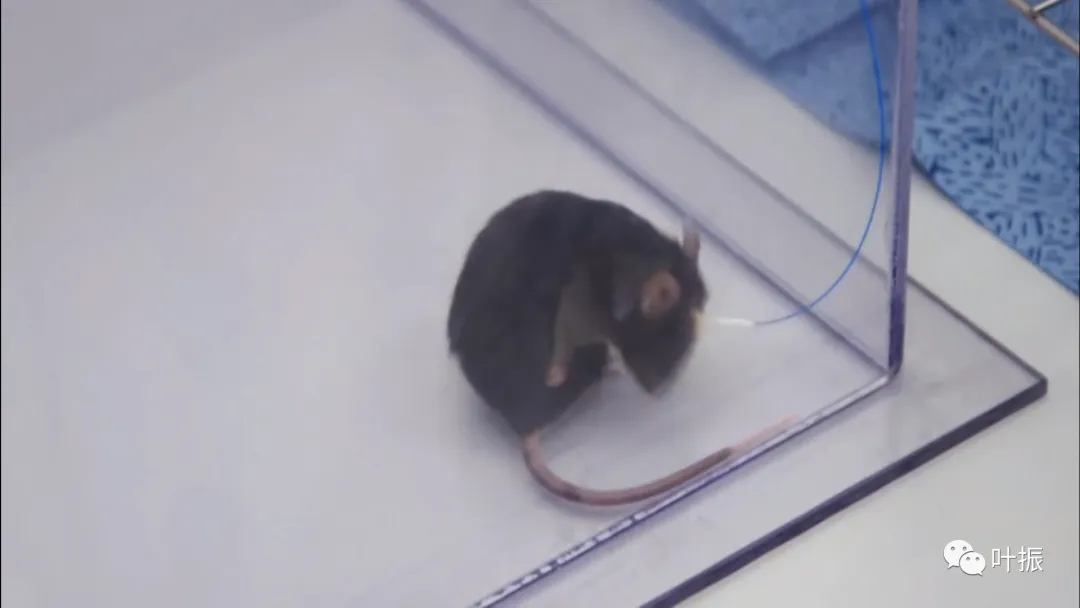 血战西市场!古惑大济南!