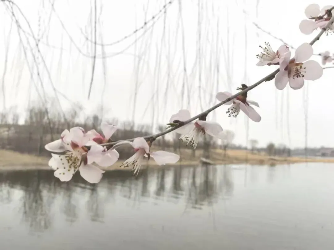 花开有声,股落无声:别让市场倒春寒,辜负了窗外的春天