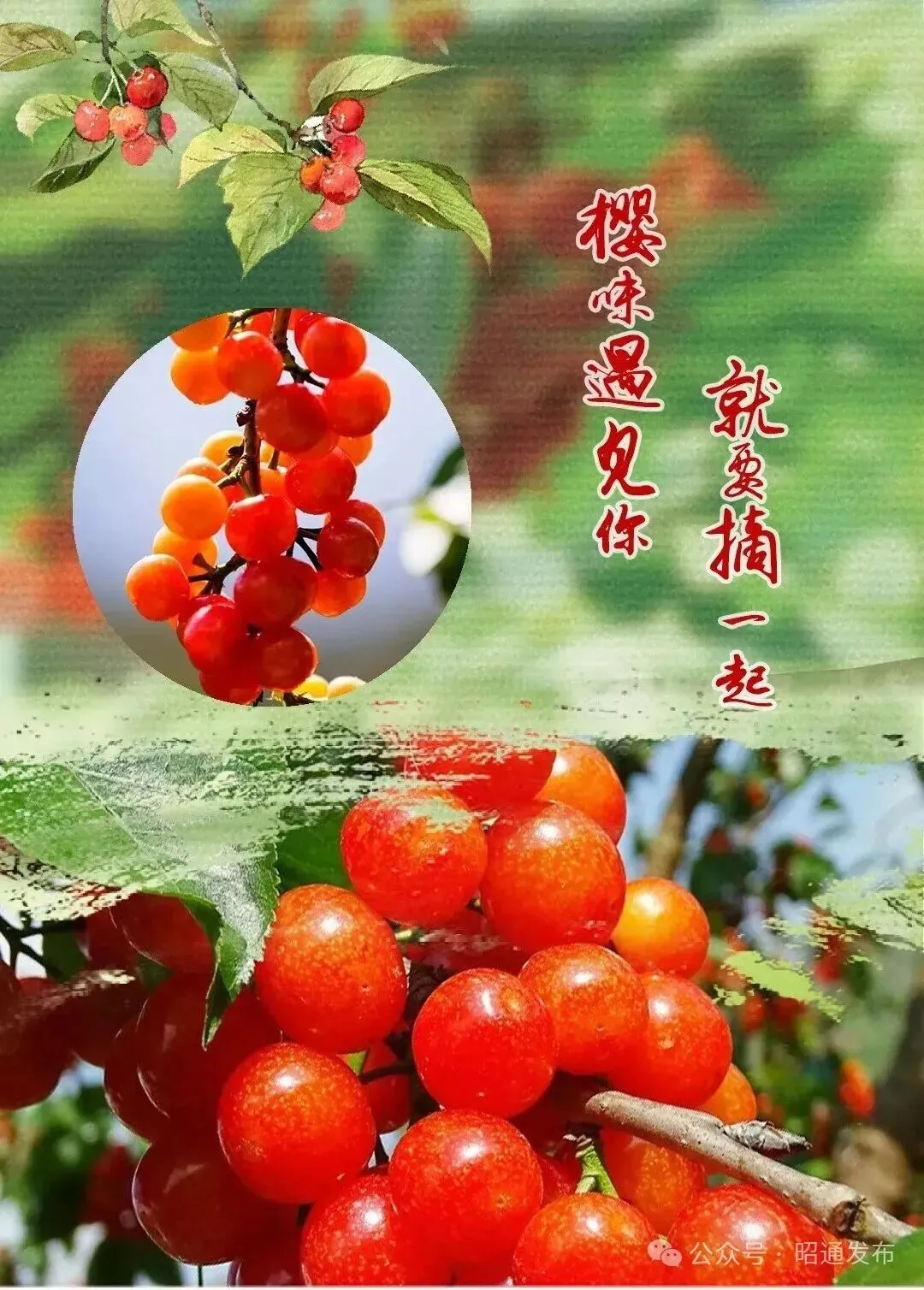 昭通借势渝昆高铁起飞!滇东北旅游市场推广联盟成立!