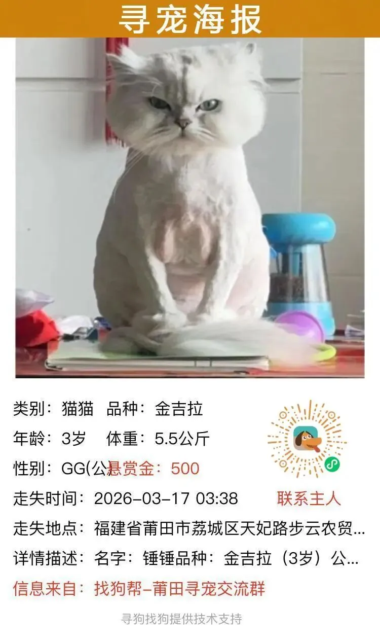 #莆田寻猫# 荔城区天妃路步云农贸市场西北侧约附近走失一只金吉拉,如有好心人看到或者收留请联系主人或本平台