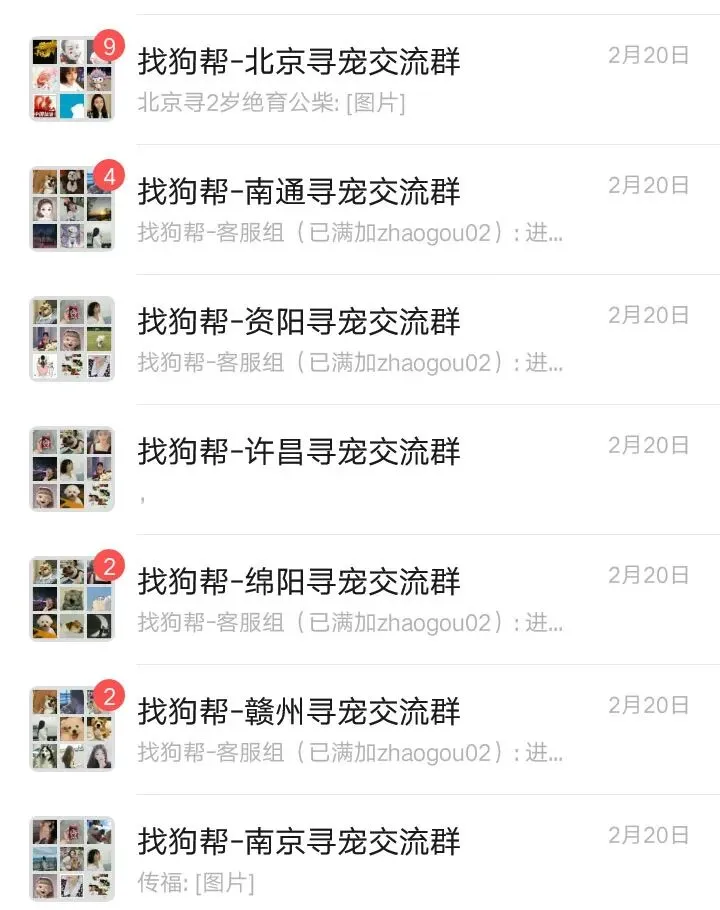 #莆田寻猫# 荔城区天妃路步云农贸市场西北侧约附近走失一只金吉拉,如有好心人看到或者收留请联系主人或本平台