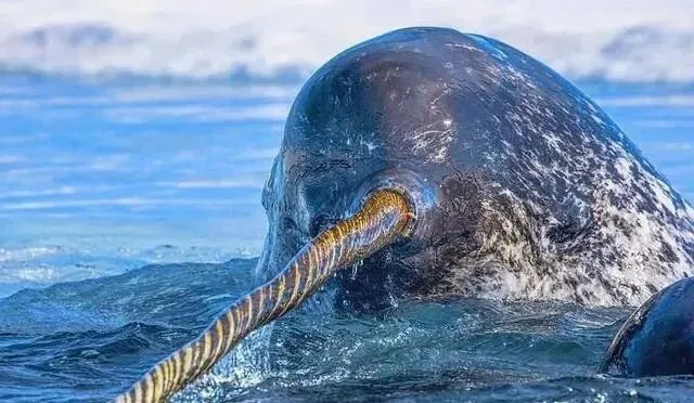 北京花鸟市场曾查获19根鱼牙,价值达490万,什么鱼牙齿这么贵?