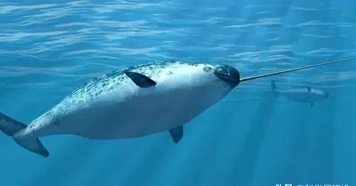 北京花鸟市场曾查获19根鱼牙,价值达490万,什么鱼牙齿这么贵?