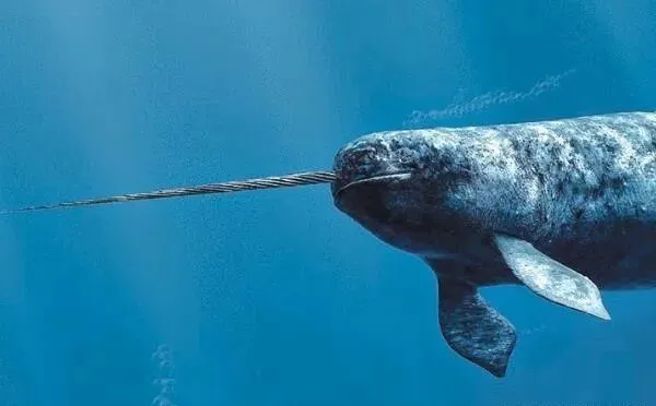 北京花鸟市场曾查获19根鱼牙,价值达490万,什么鱼牙齿这么贵?