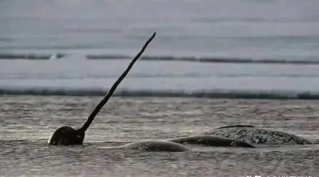 北京花鸟市场曾查获19根鱼牙,价值达490万,什么鱼牙齿这么贵?