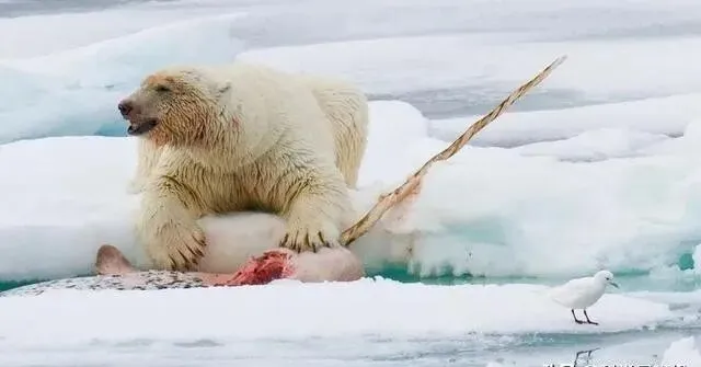 北京花鸟市场曾查获19根鱼牙,价值达490万,什么鱼牙齿这么贵?