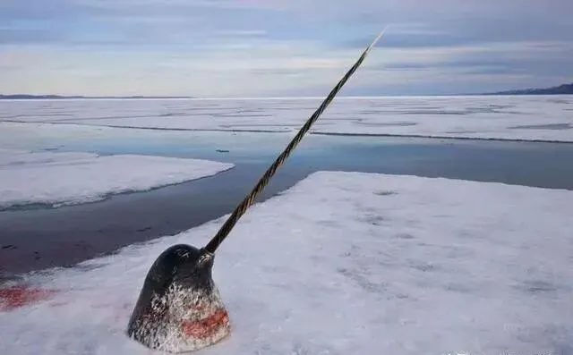 北京花鸟市场曾查获19根鱼牙,价值达490万,什么鱼牙齿这么贵?