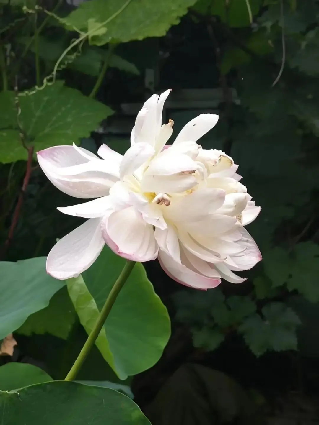 股票经济术语:资本市场 & 宿曜经引发延伸附注