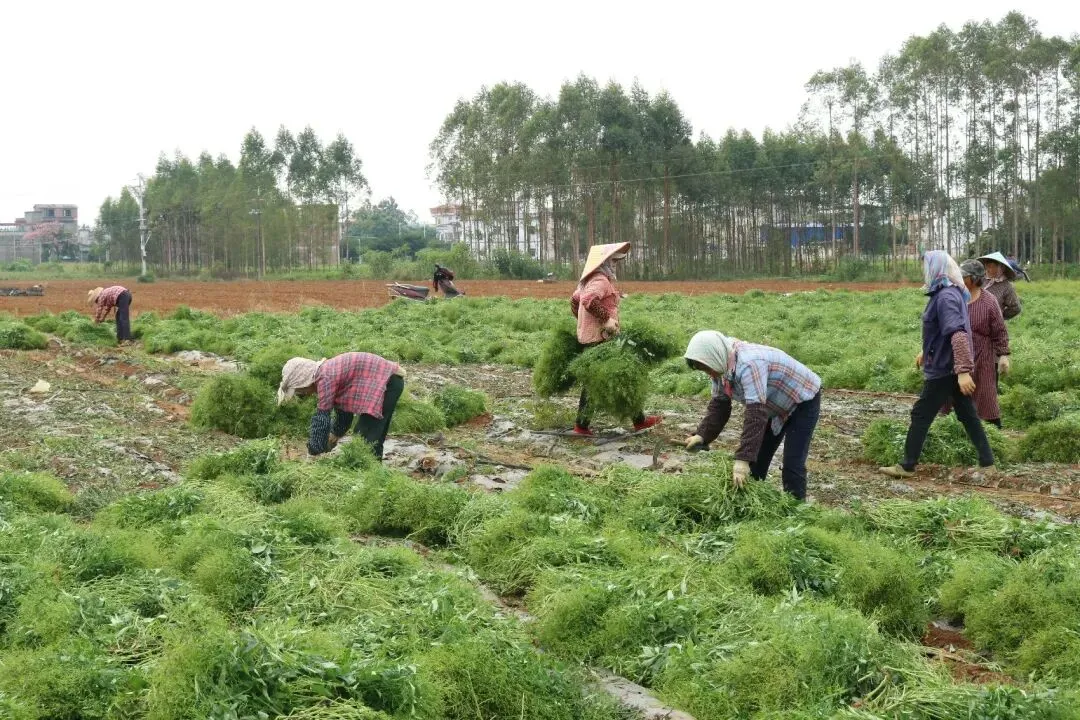 2026年中药材市场展望:整体低迷依旧是主基调,危机中静待春暖花开!