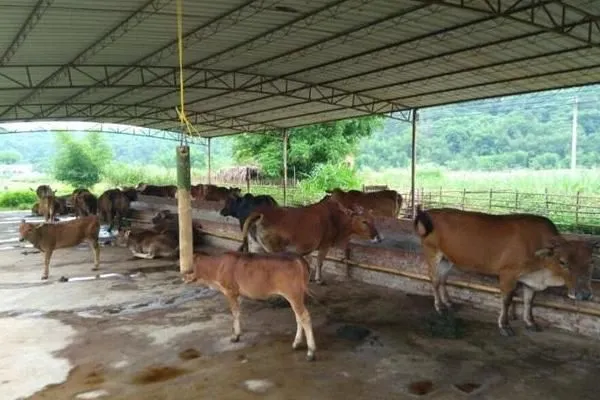 农村这2个养殖项目比养鸡强.市场需求也打.单只收入6000元可很多人不敢养