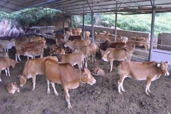 农村这2个养殖项目比养鸡强.市场需求也打.单只收入6000元可很多人不敢养