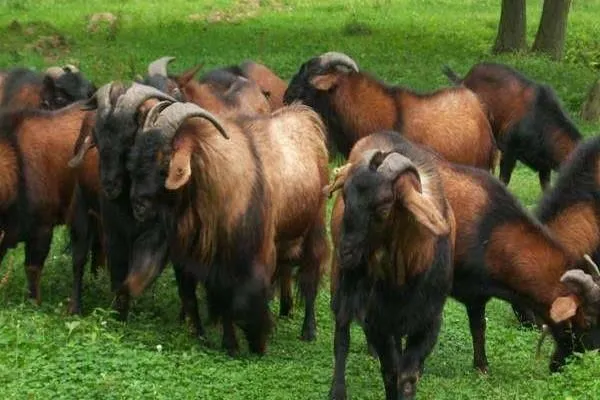 农村这2个养殖项目比养鸡强.市场需求也打.单只收入6000元可很多人不敢养