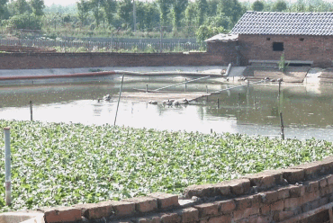 市场需求大,一只能卖100多元!建筑老板瞄准商机养草龟