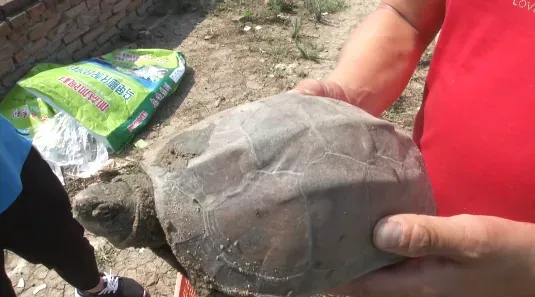 市场需求大,一只能卖100多元!建筑老板瞄准商机养草龟