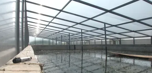 市场需求大,一只能卖100多元!建筑老板瞄准商机养草龟