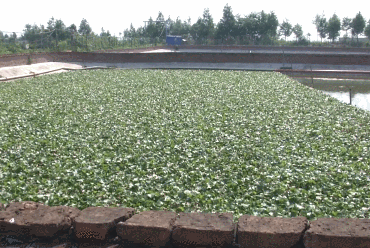 市场需求大,一只能卖100多元!建筑老板瞄准商机养草龟