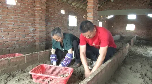 市场需求大,一只能卖100多元!建筑老板瞄准商机养草龟