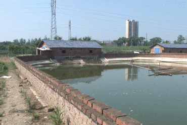 市场需求大,一只能卖100多元!建筑老板瞄准商机养草龟