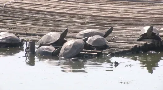 市场需求大,一只能卖100多元!建筑老板瞄准商机养草龟