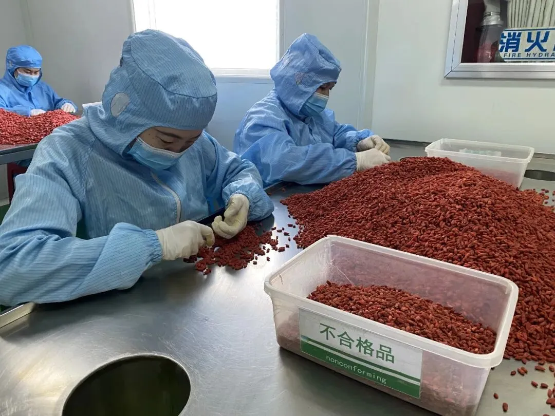 格桑·净土|多重认证拓市场 都兰枸杞走出高原走向世界