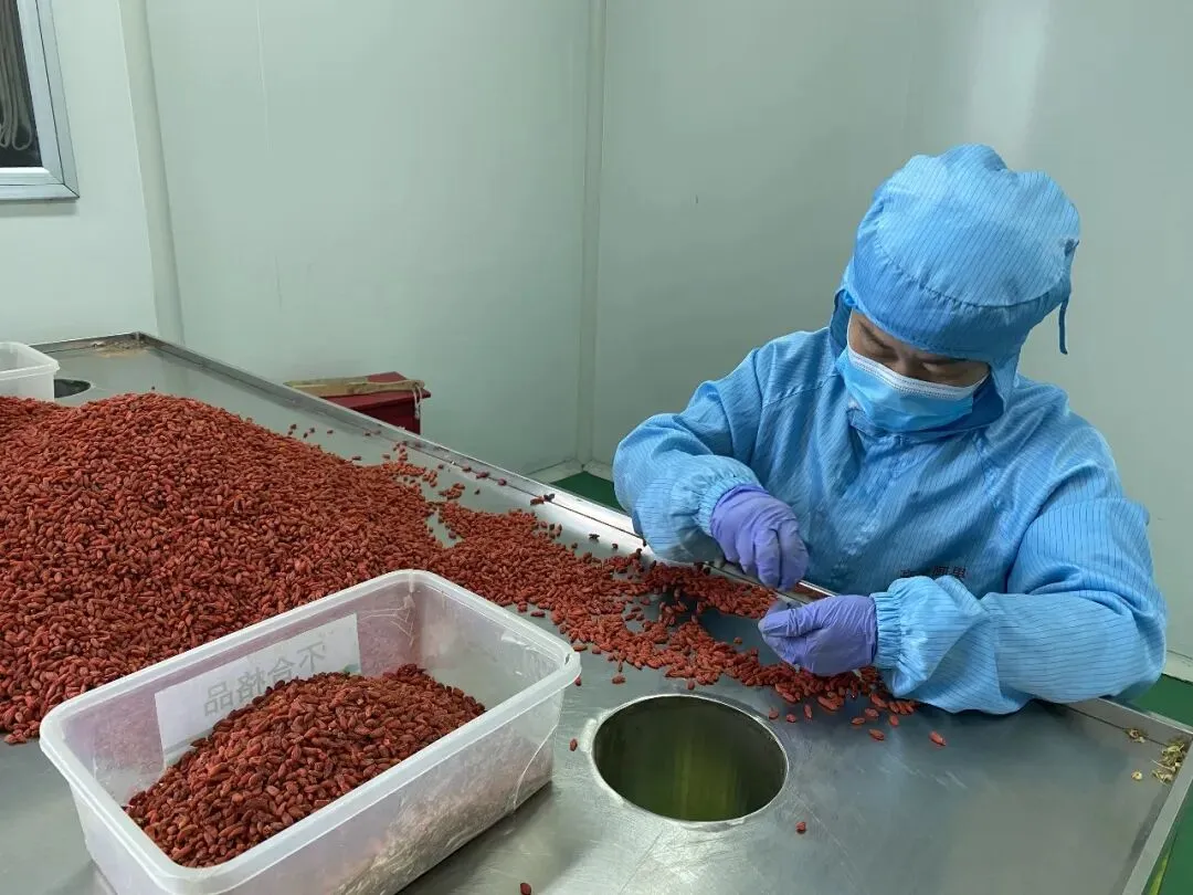 格桑·净土|多重认证拓市场 都兰枸杞走出高原走向世界