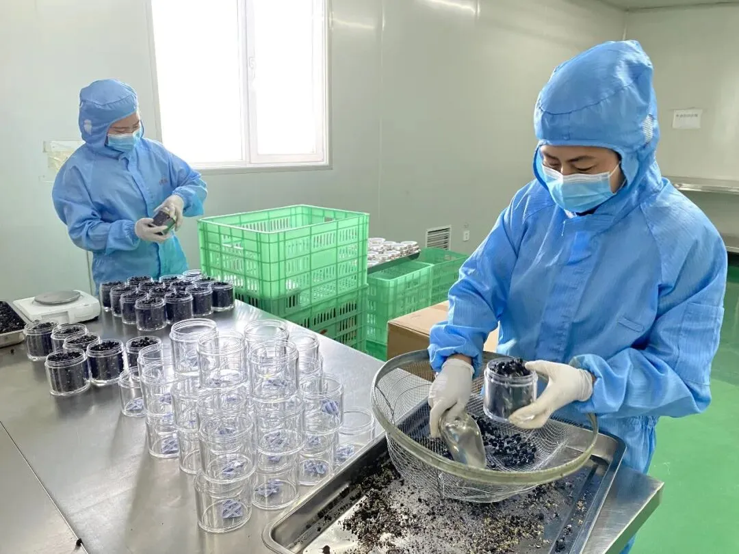 格桑·净土|多重认证拓市场 都兰枸杞走出高原走向世界