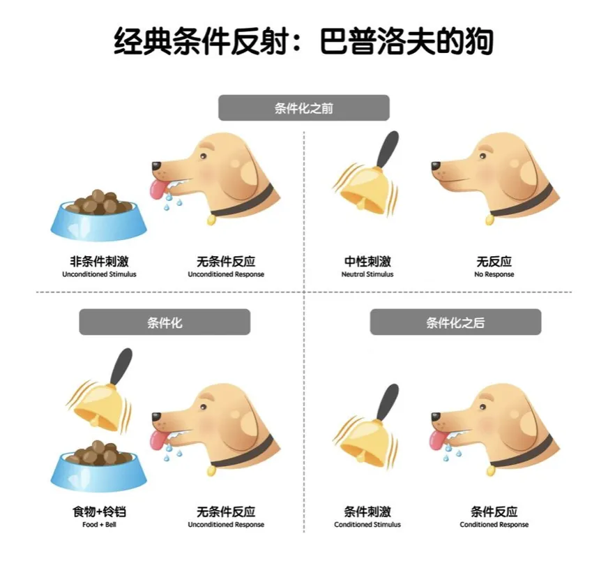 华与华超级符号营销方法论为什么好用?读懂荣格 +巴甫洛夫,你也能复制应用….