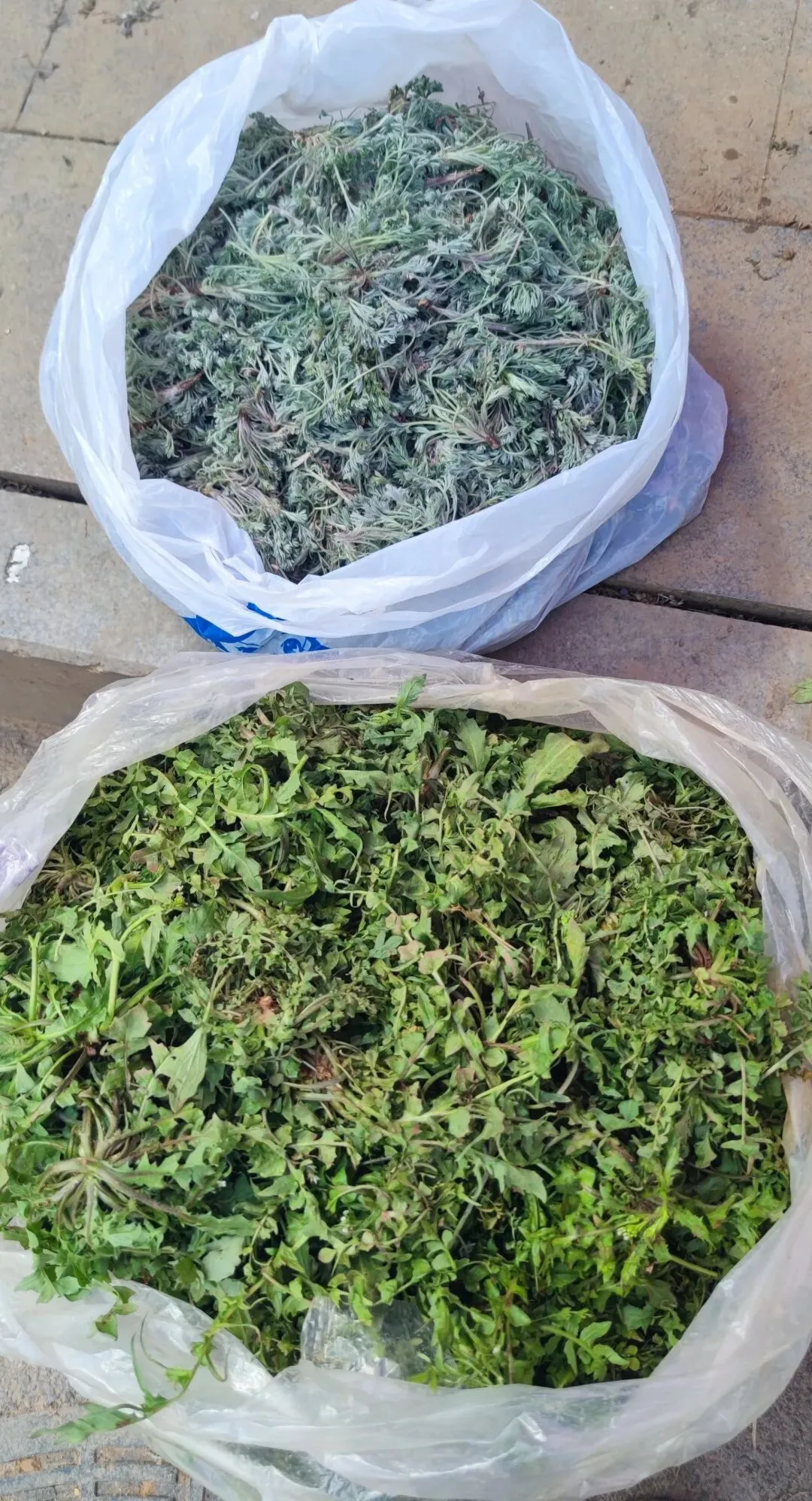 家乡的农贸市场,时令春芽应有尽有,你喜欢这些野菜吗?