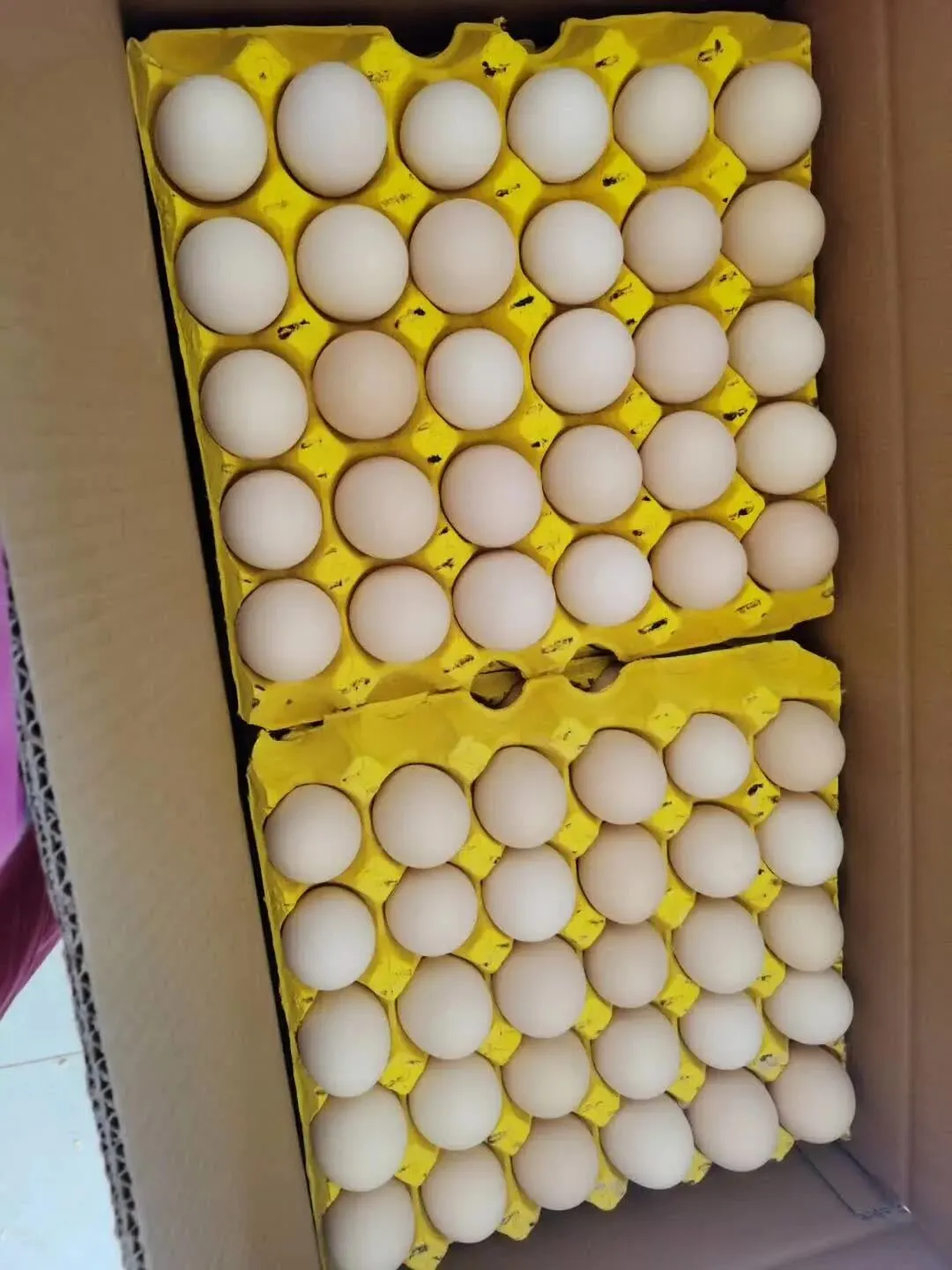 2026.03.22馆陶县金凤市场煜辰蛋业最新鸡蛋价格