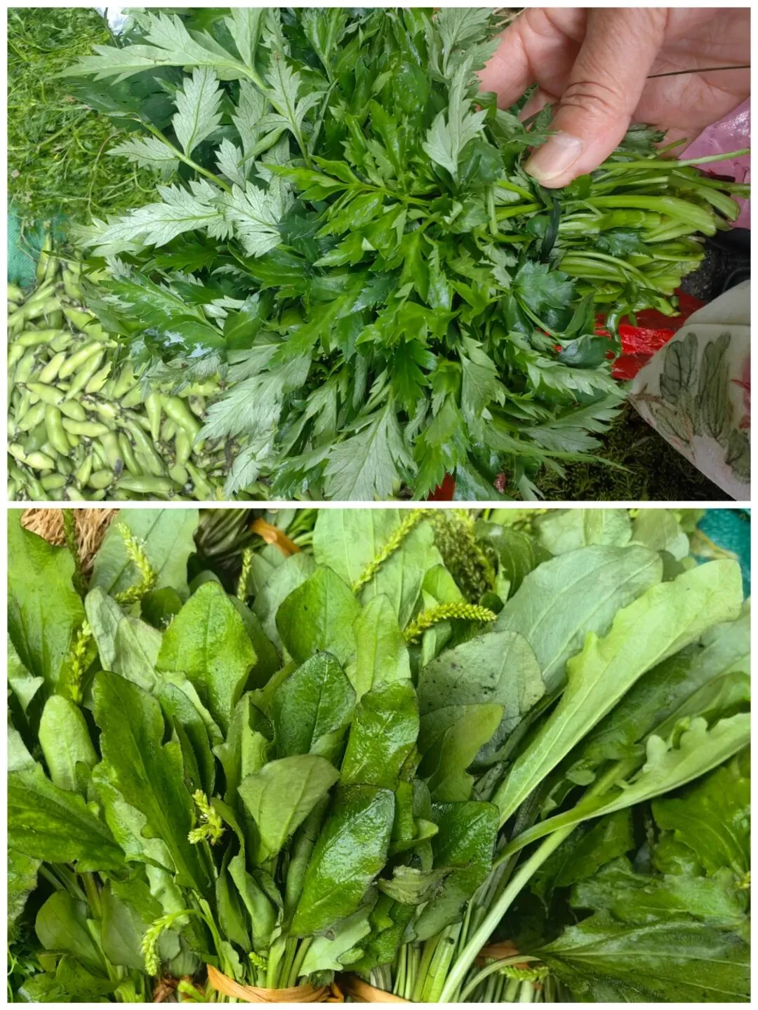 农贸市场的春色