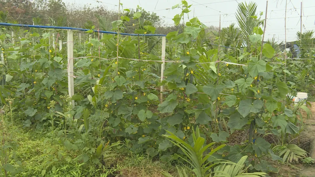 【乡村振兴】南吕镇郭石村:紧跟市场需求 发展村集体产业