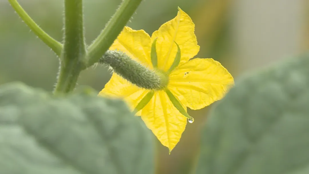 【乡村振兴】南吕镇郭石村:紧跟市场需求 发展村集体产业