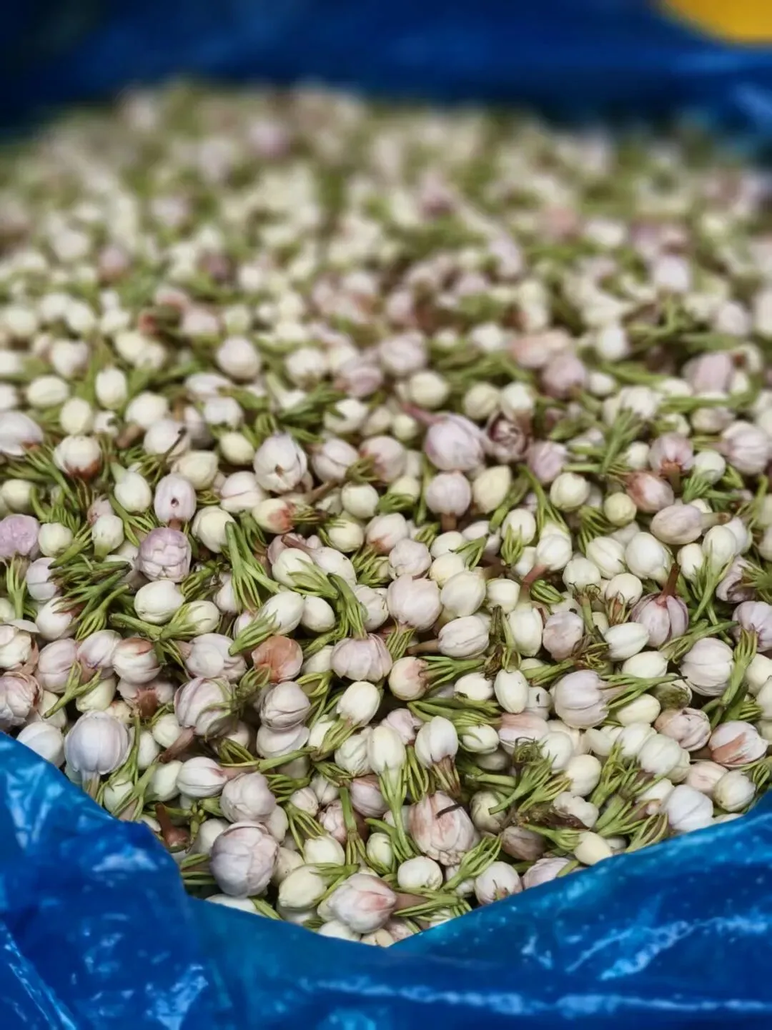 春天里的昆明“篆新农贸市场”