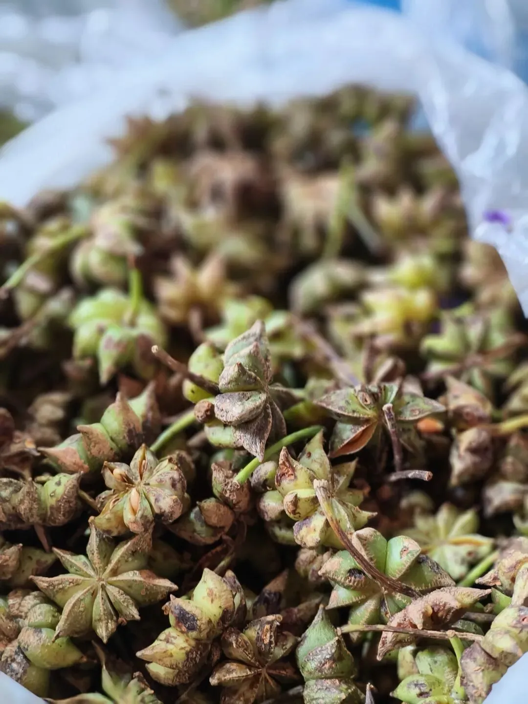 春天里的昆明“篆新农贸市场”