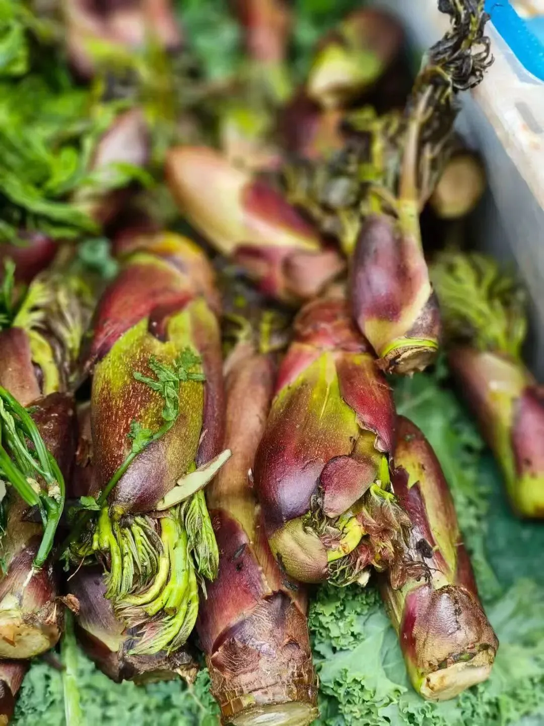 春天里的昆明“篆新农贸市场”