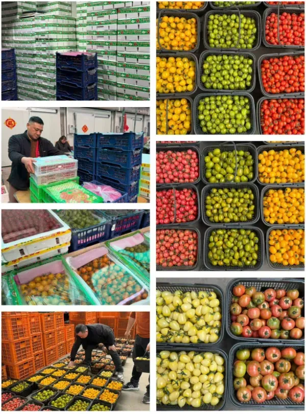 市场:散花菜、豇豆迎来上涨行情,菜价整体稳定(上海江桥市场周报)