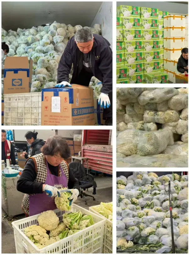 市场:散花菜、豇豆迎来上涨行情,菜价整体稳定(上海江桥市场周报)