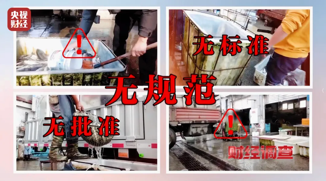 央视曝光:多个水产市场的商贩喂麻醉药给活鱼使其“休眠”,称为方便装卸、防止运输过程中掉鱼鳞,监管部门突击检查启动核查处置