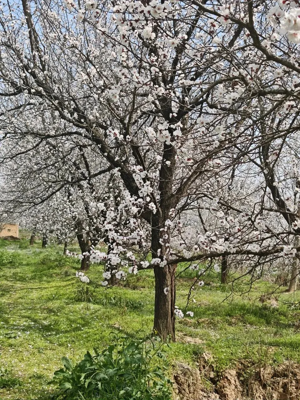 西安周边游||行走泾阳,逛泾河大道石头市场,去太平镇孙家堡村看杏花,与春天来一场约会!