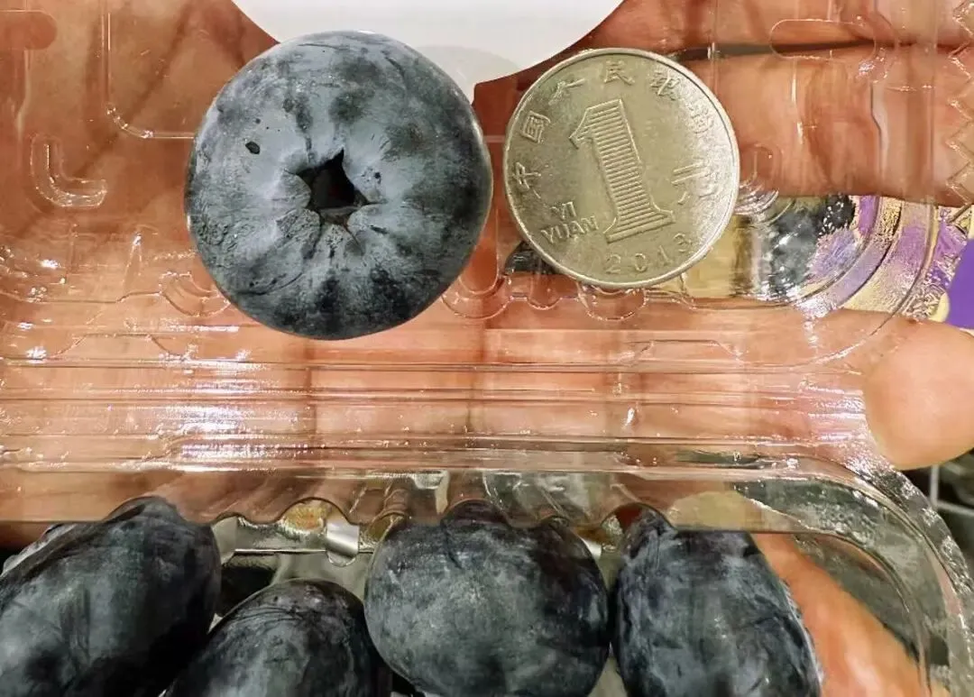 厦门市场蓝莓降价了!但这种果专家不建议买!