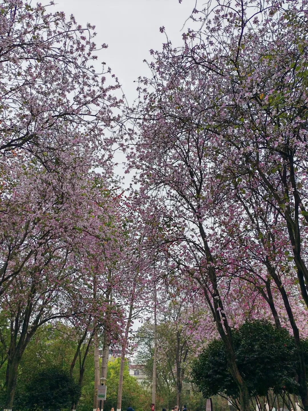 柳州回来,最后一天发现被青云市场背刺